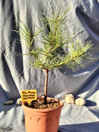 PINO PIÑONERO. PINUS PINEA