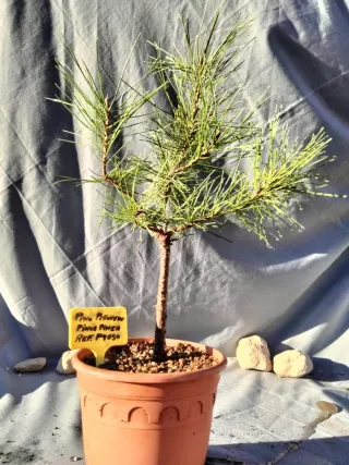 PINO PIÑONERO. PINUS PINEA