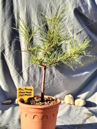 PINO PIÑONERO. PINUS PINEA