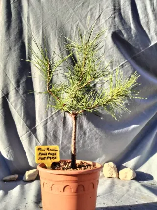 PINO PIÑONERO. PINUS PINEA