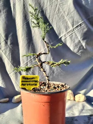 PREBONSÁI CHAMAECYPARIS