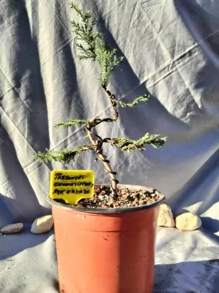 PREBONSÁI CHAMAECYPARIS