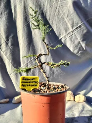 PREBONSÁI CHAMAECYPARIS