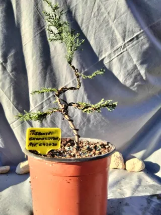 PREBONSÁI CHAMAECYPARIS