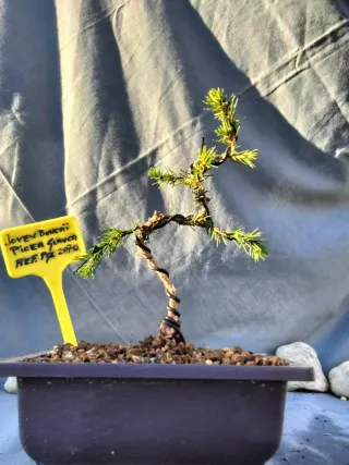 JOVEN BONSÁI DE PICEA GLAUCA O ABETO BLANCO