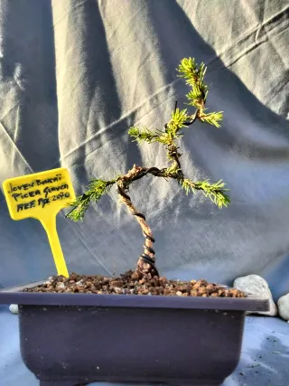 JOVEN BONSÁI DE PICEA GLAUCA O ABETO BLANCO