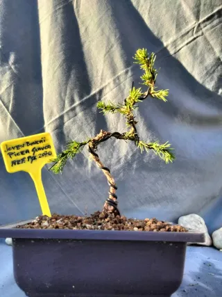 JOVEN BONSÁI DE PICEA GLAUCA O ABETO BLANCO