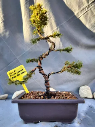 JOVEN BONSÁI DE PICEA GLAUCA O ABETO BLANCO