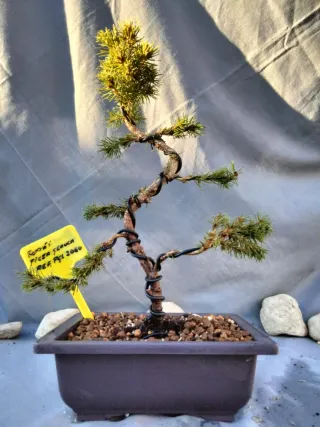 JOVEN BONSÁI DE PICEA GLAUCA O ABETO BLANCO