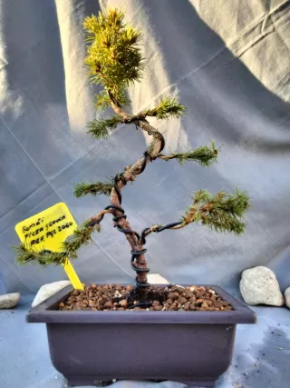 JOVEN BONSÁI DE PICEA GLAUCA O ABETO BLANCO
