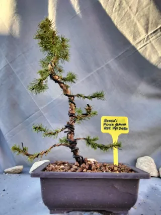 BONSÁI PICEA GLAUCA