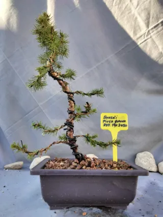 BONSÁI PICEA GLAUCA