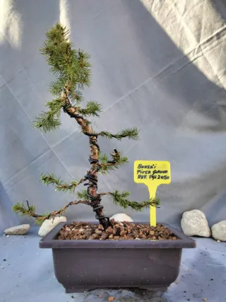 BONSÁI PICEA GLAUCA