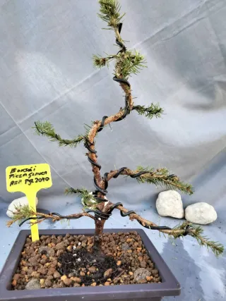 Bonsái Picea Glauca