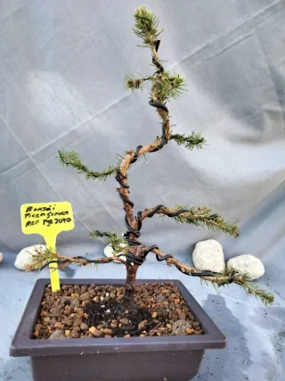 Bonsái Picea Glauca