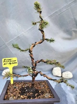 Bonsái Picea Glauca