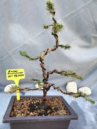 Bonsái Picea Glauca