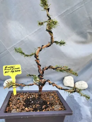 Bonsái Picea Glauca