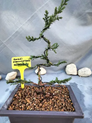 JOVEN PREBONSÁI DE CHAMAECYPARIS