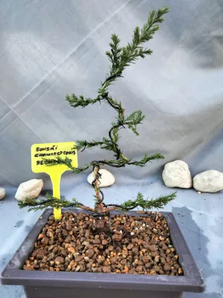 JOVEN PREBONSÁI DE CHAMAECYPARIS