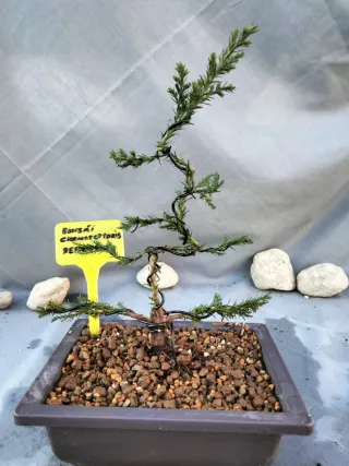 JOVEN PREBONSÁI DE CHAMAECYPARIS