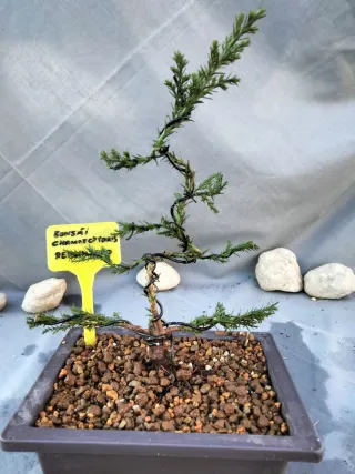 JOVEN PREBONSÁI DE CHAMAECYPARIS