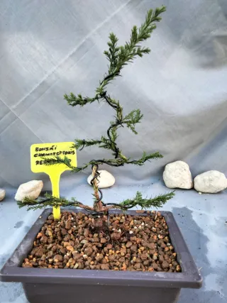 JOVEN PREBONSÁI DE CHAMAECYPARIS