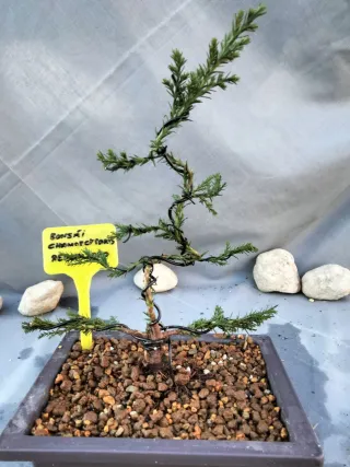 JOVEN PREBONSÁI DE CHAMAECYPARIS