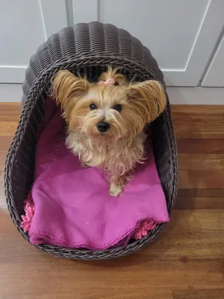 Cama mimbre sintético para mascotas