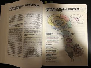 El cerebro humano: Libro de trabajo