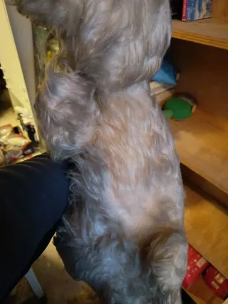 Orso di peluche vintage