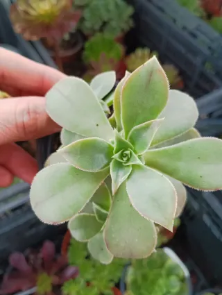 Aeonium leucoblepharum
