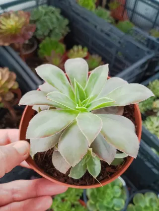 Aeonium suculenta en maceta