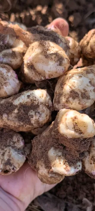 Anuncio para pedro 22 unidades