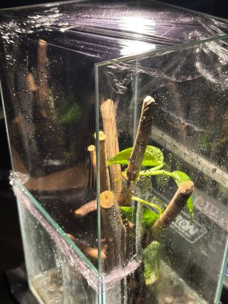 Paludario / Terrario