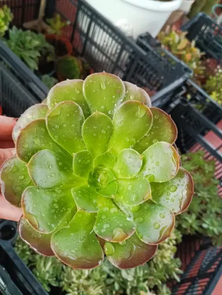 Aeonium velour