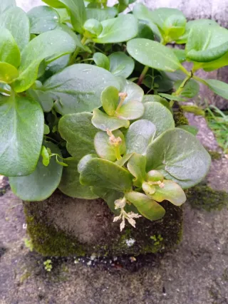 Planta de exterior verde