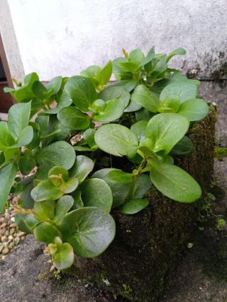 Planta de exterior verde