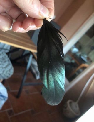 Cloisonné con pluma de faisán oriental