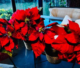 Set completo di decorazioni natalizie