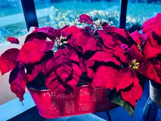 Set completo di decorazioni natalizie