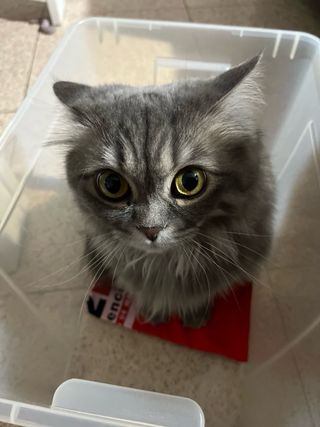 Cuidadora y Paseadora de Mascotas