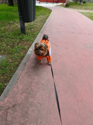 Cuidadora y Paseadora de Mascotas