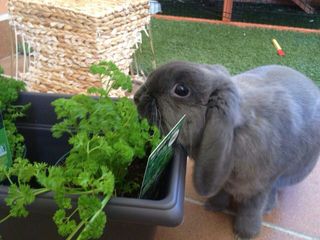 @ Alojamiento Residencia Guardería Conejos