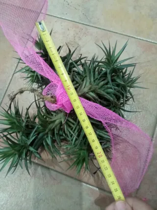 Plantas Clavel de Aire