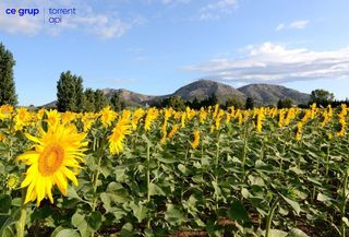 Piso en venta en Torroella de Montgrí pueblo en Torroella de Montgrí