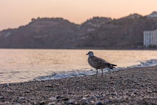 Estudio en venta en Almuñecar en Almuñécar