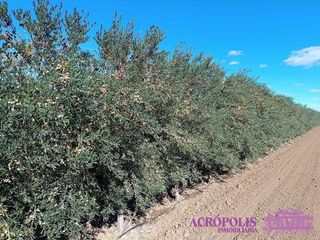 Casa rural en venta en Yecla