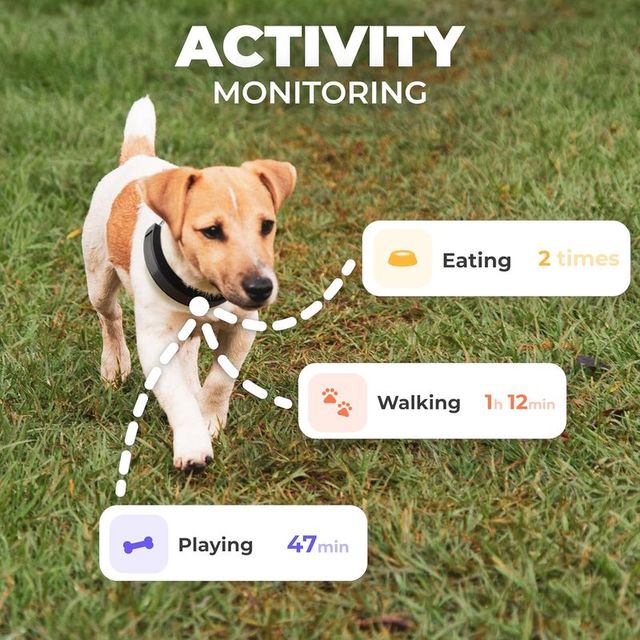 Invoxia Smart Collar GPS - Rastreador Mascotas