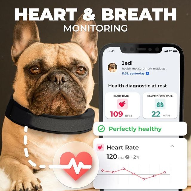 Invoxia Smart Collar GPS - Rastreador Mascotas